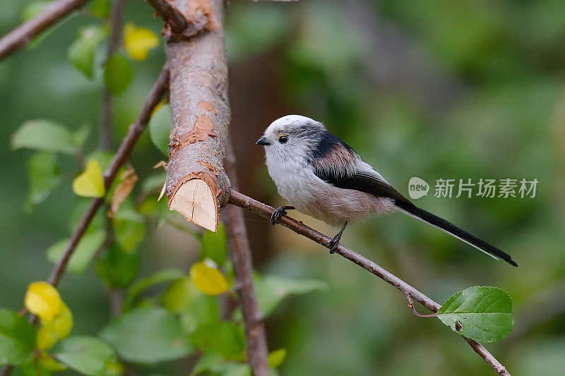 户外长尾山雀(aegithalos caudatus)